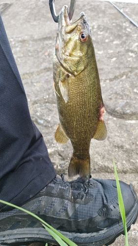 スモールマウスバスの釣果