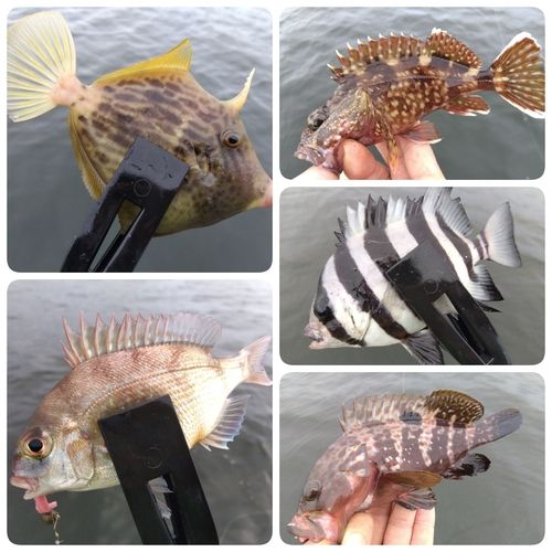 カワハギの釣果