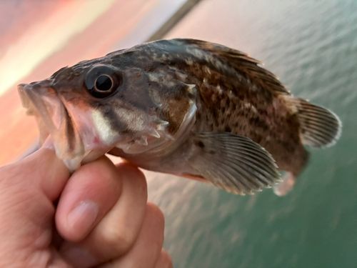 クロソイの釣果