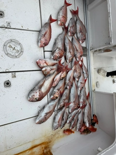 マダイの釣果