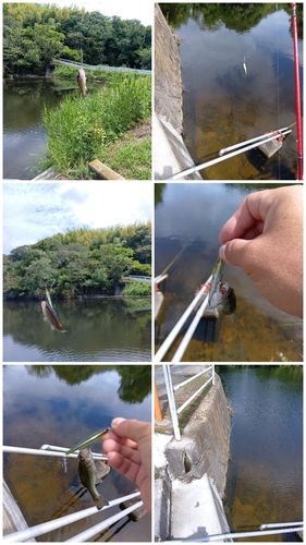 ナマズの釣果
