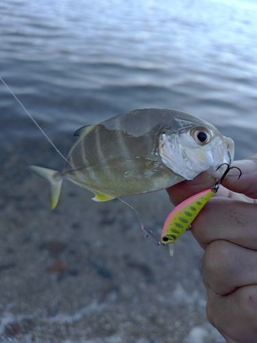 メッキの釣果