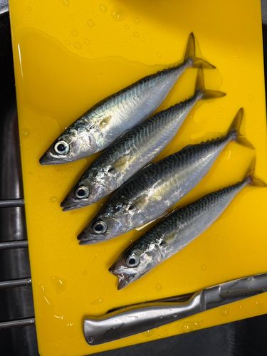 サバの釣果