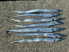 タチウオの釣果