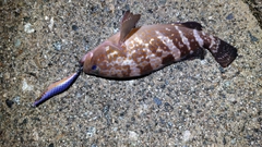 キジハタの釣果