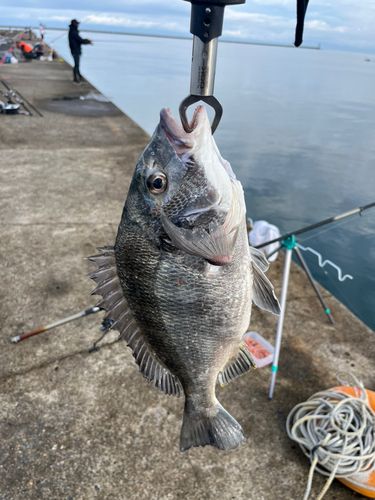 クロダイの釣果