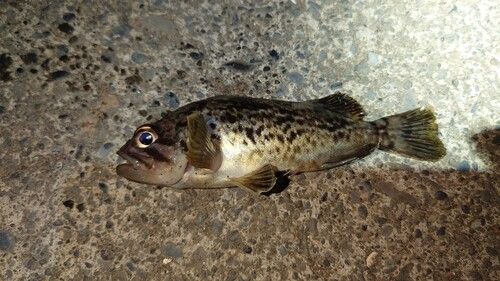 クロソイの釣果