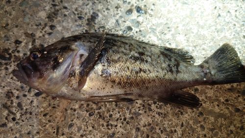 クロソイの釣果