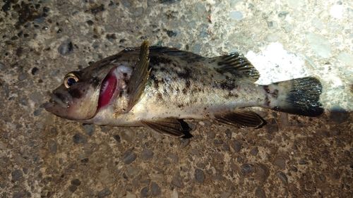 クロソイの釣果