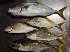 イナダの釣果