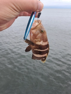 アオハタの釣果