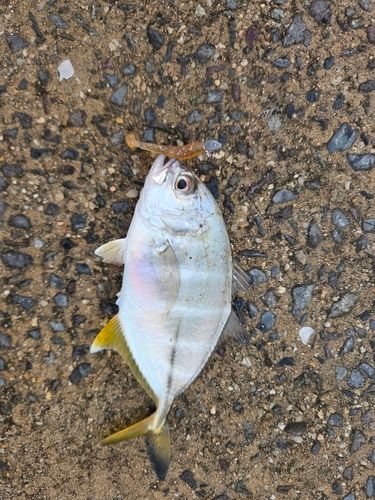 メッキの釣果
