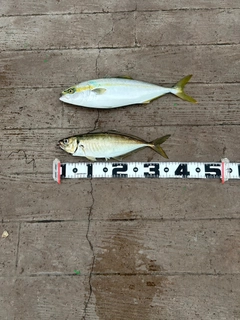 イナダの釣果