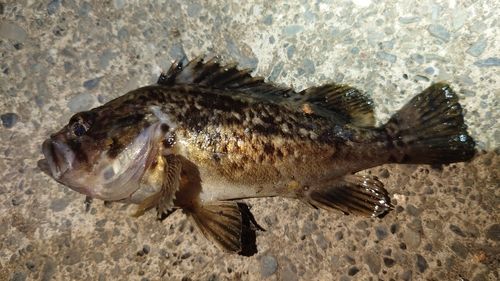 クロソイの釣果