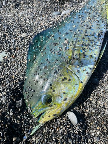 シイラの釣果