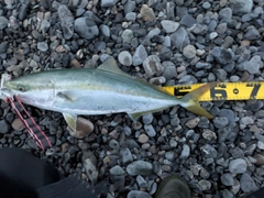 ワラサの釣果