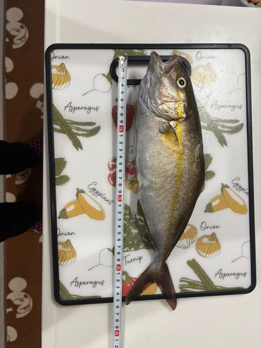 ショゴの釣果