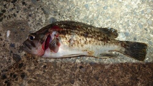 クロソイの釣果