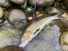 ニゴイの釣果