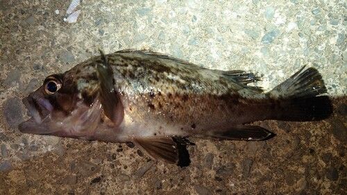 クロソイの釣果