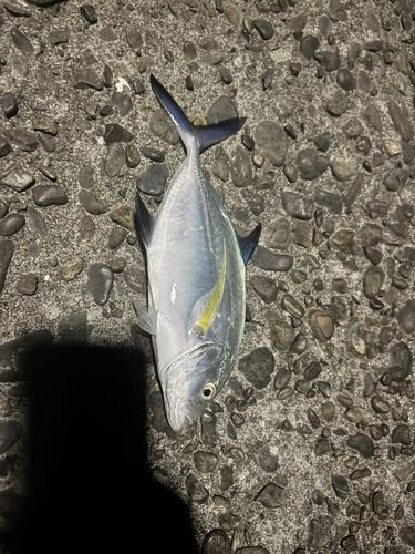 メッキの釣果