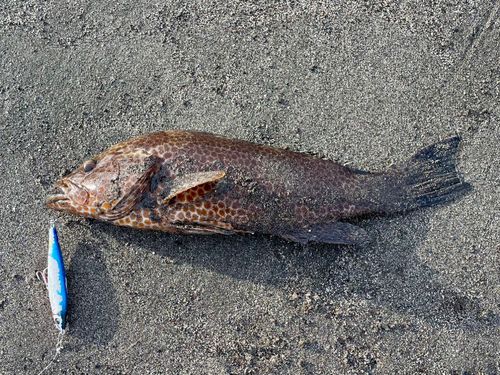 オオモンハタの釣果