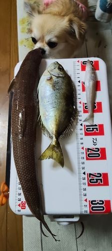 キスの釣果