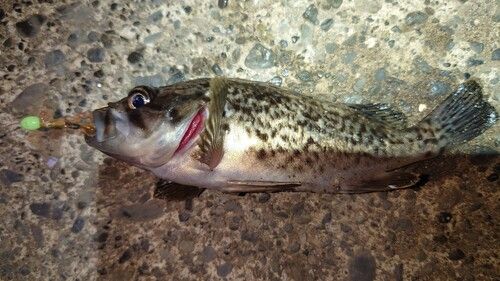 クロソイの釣果