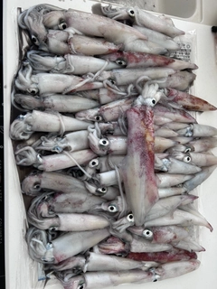 ケンサキイカの釣果