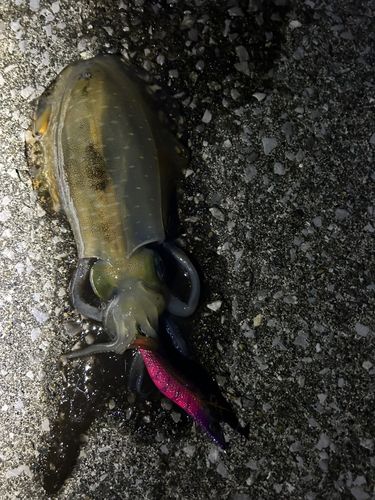 アオリイカの釣果