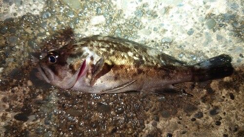 クロソイの釣果