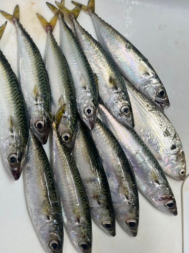 サバの釣果