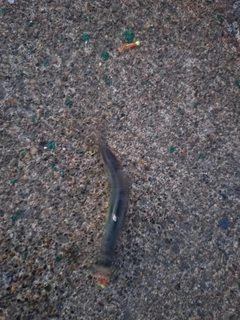 イワシの釣果
