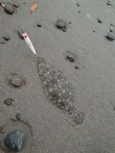 ソゲの釣果