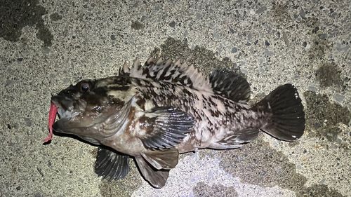 ムラソイの釣果