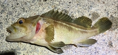 シマゾイの釣果