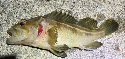 シマゾイの釣果