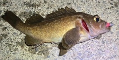 ガヤの釣果