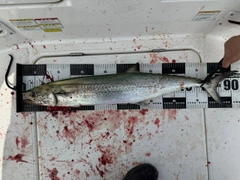 サワラの釣果