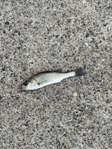 セイゴ（ヒラスズキ）の釣果