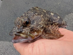 アラカブの釣果