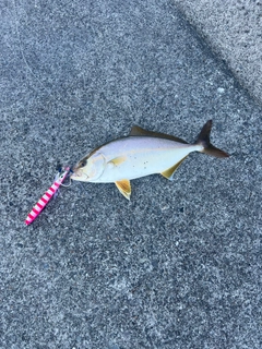 ネリゴの釣果
