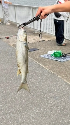 ボラの釣果