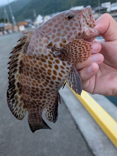オオモンハタの釣果
