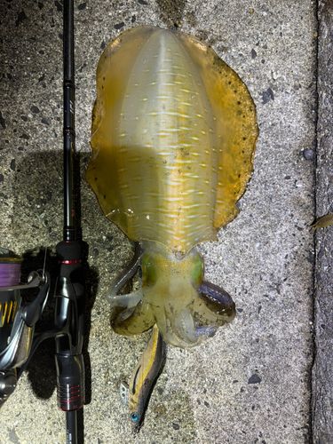 アオリイカの釣果