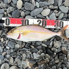 ショゴの釣果