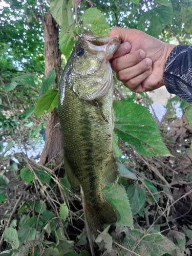ラージマウスバスの釣果