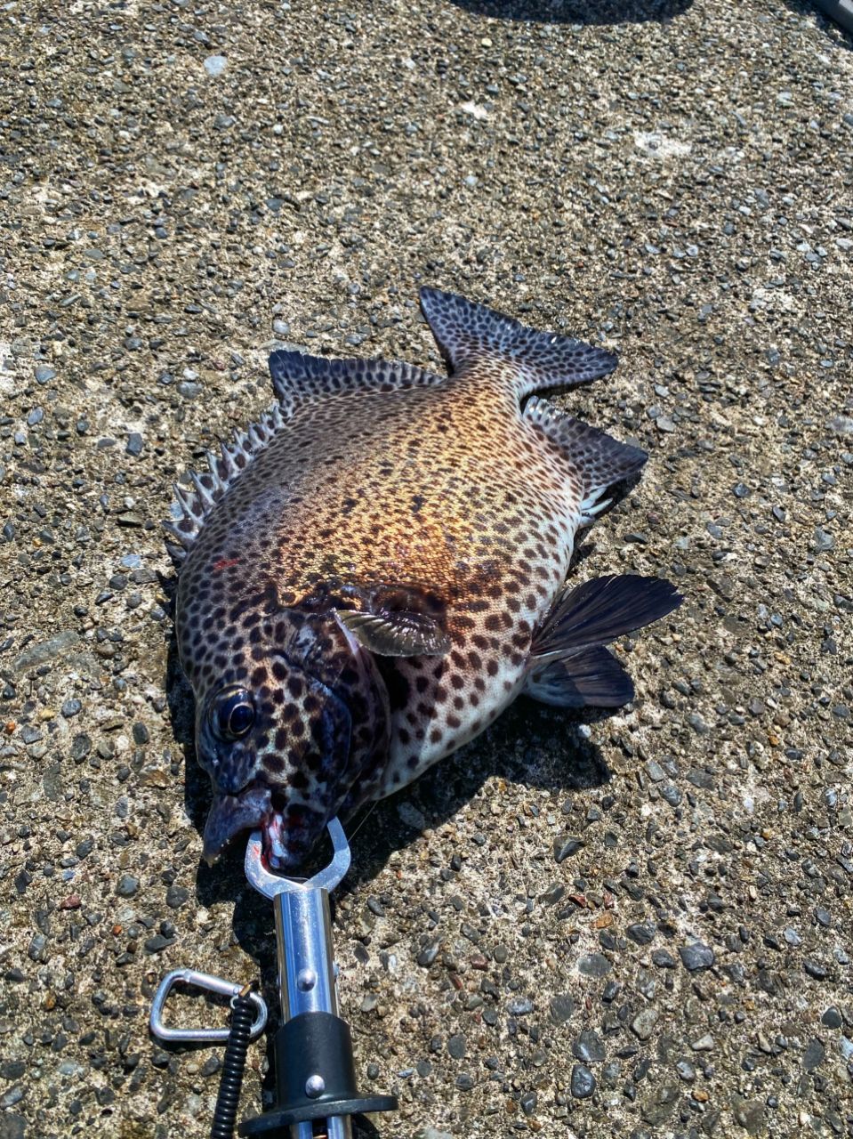 DAIWA 17ウインドキャスト 6000の最安値・インプレ・釣果 | 本音の