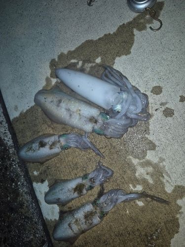 アオリイカの釣果