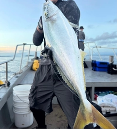 ブリの釣果